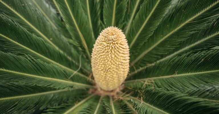 Why Sago Palms Are A Particular Risk For Dogs In Southern Georgia