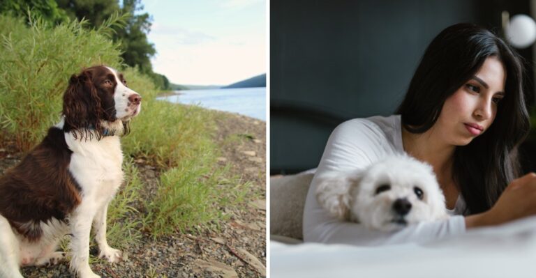 Moving Between New York City And Upstate With A Dog Creates A Two-Home Record Problem