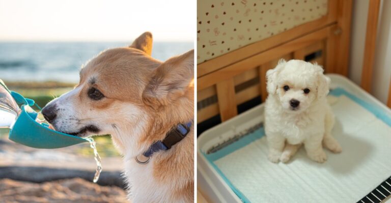 How A Coastal North Carolina Puppy Routine Looks Very Different Once Hurricane Season Starts