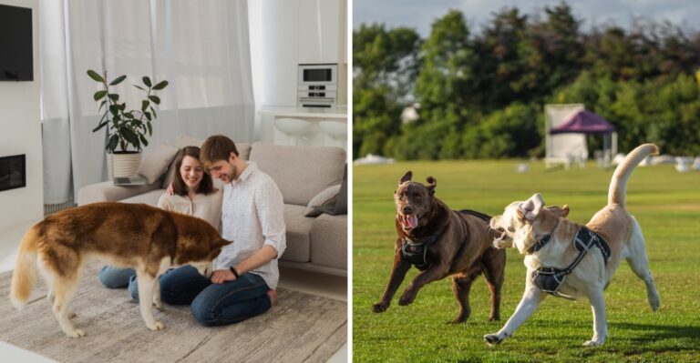 20 California Rental Questions To Answer Before Adopting A Dog That Needs More Space