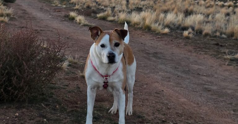 16 Things To Check Before Taking A Dog Onto California’s BLM Desert Lands