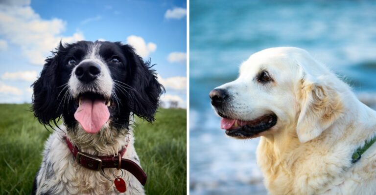 19 Sporting Dog Breeds Suited To New Jersey’s Marshes And Upland Fields