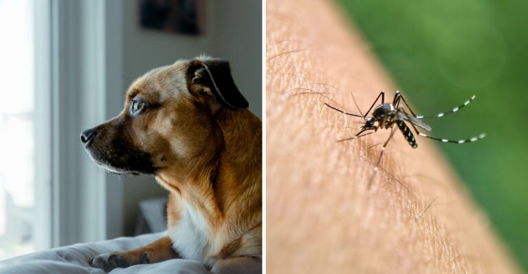 16 Mosquito And Heartworm Questions Louisiana Dog Owners Should Ask Their Vet