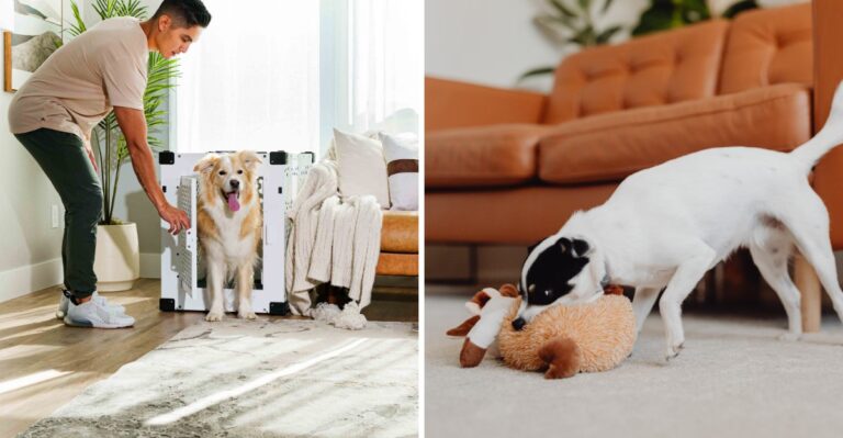 18 Skills Pennsylvania Rowhouse Dogs Need For Shared Walls, Narrow Sidewalks, And Small Yards