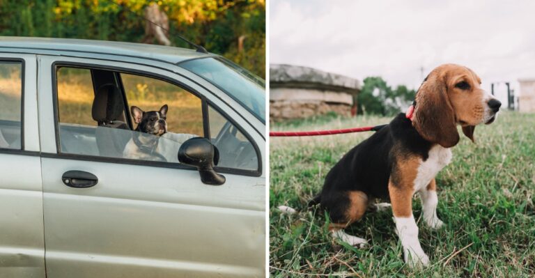 17 Alabama Road-Trip Essentials For Dogs During Hot, Humid Weather