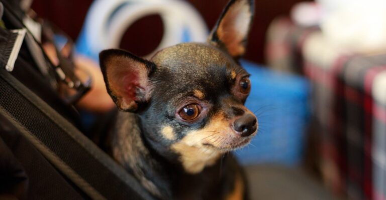 What Maryland Dog Owners Should Know Before Taking A Dog On MARC Or Local Transit