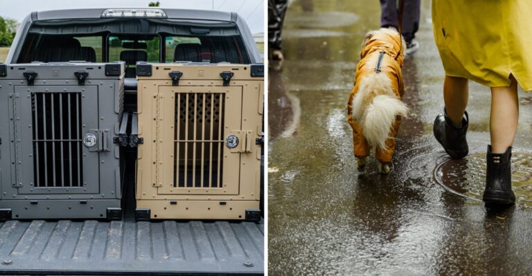 Backup Power Is A Boarding Question Florida Dog Owners Should Ask Before Drop-Off