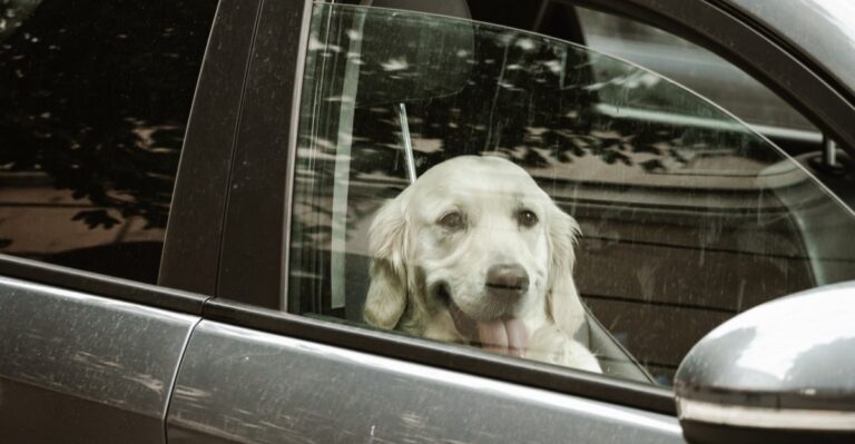 What Florida Law Says About Dogs Left In Parked Cars