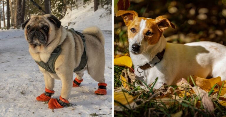 15 Ohio First-Year Dog Costs That Show Up Across Four Very Different Seasons