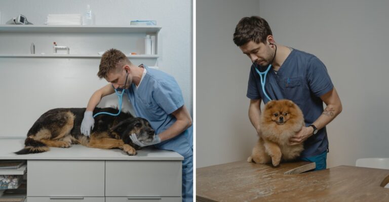15 Texas Vet Questions Worth Asking Before Months Of Heat And Long Car Travel