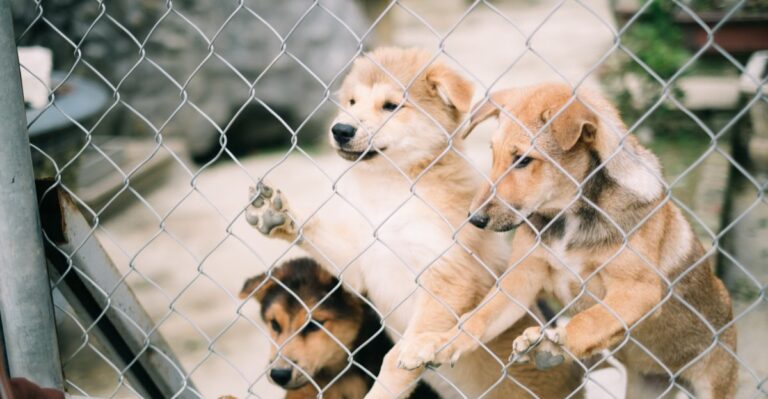What California Dog Owners Should Know Before Buying A Puppy From A Breeder