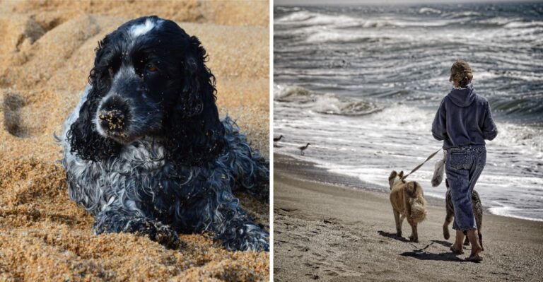 What Florida Dog Owners Should Know About Saltwater Poisoning And Sand Ingestion