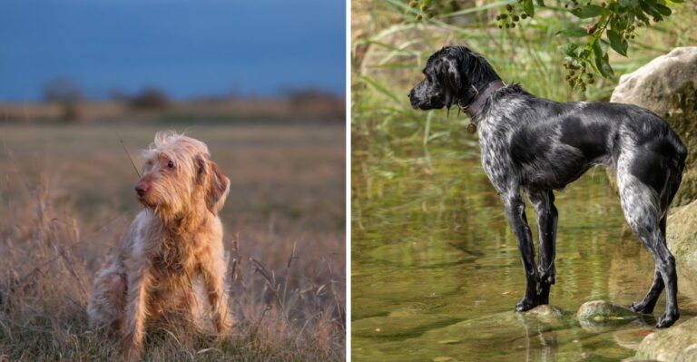 15 Sporting Dog Breeds That Match Alabama’s Quail-Country Traditions