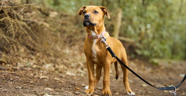 15 Hunting-Season Precautions For Dogs In Michigan Woods