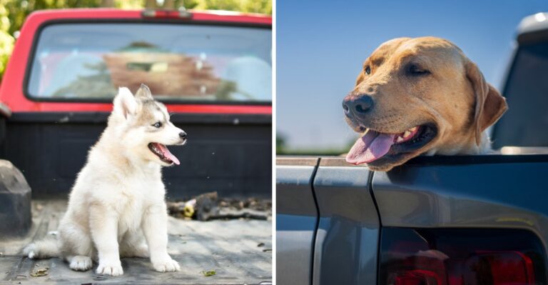 What California Dog Owners Should Know About Dogs Riding In Pickup Beds