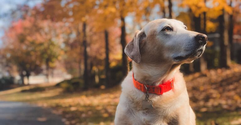 North Carolina Dog Owners Should Recheck Local Registration After Changing Cities Or Counties