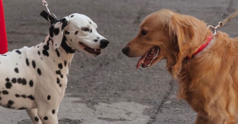 What Tennessee Law Says When One Dog Injures Another