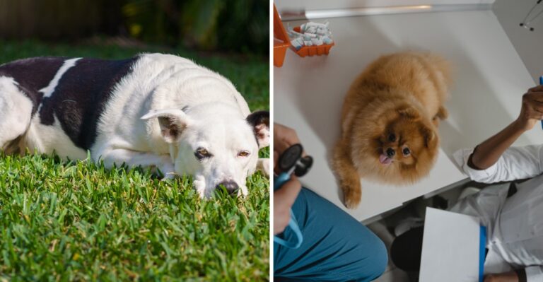 15 Florida Snowbird Dog-Care Handoffs To Plan Before Leaving For Another State