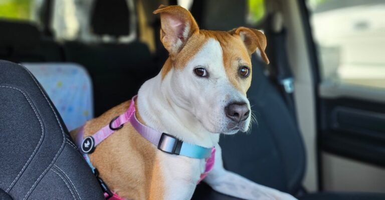 18 Things Texas Dog Owners End Up Keeping In The Truck Because Heat, Distance, And Sudden Weather Change The Routine