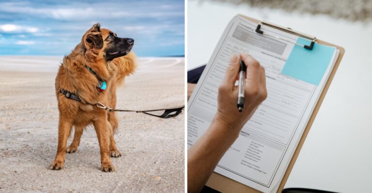 Moving A Dog To A New Florida County? Recheck These 12 Records Before Settling In