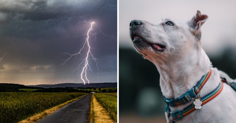 17 Ways To Prepare A Dog For Colorado’s Fast Afternoon Thunderstorms