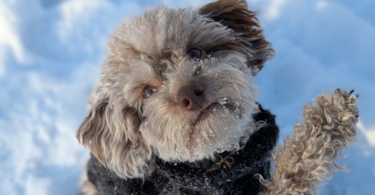 Moving From Florida To Colorado With A Dog Changes More Than The Weather