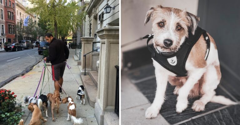 Hiring A Dog Walker In New York Means Thinking About Keys, Doormen, Elevators, And Building Access
