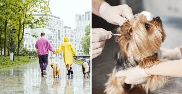 15 Vet Questions Florida Owners Should Ask Before The Wettest Months Begin