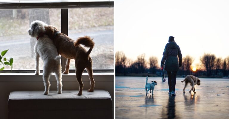 Atlanta Commutes Can Turn Dog Daycare From A Convenience Into A Scheduling Necessity In Georgia