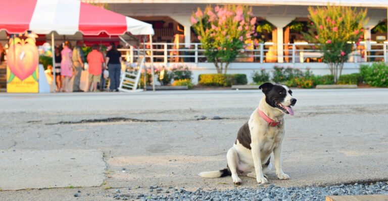 15 Georgia Apple Orchards And Farm Trails That Welcome Dogs Outdoors