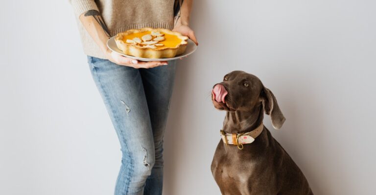 15 Fall Foods Pennsylvania Dogs Are Likely To Find Around Family Gatherings