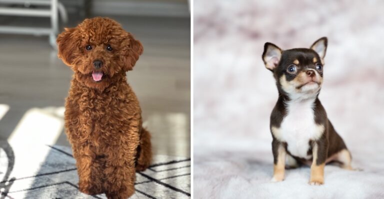 19 Apartment-Friendly Dog Breeds For Denver, Boulder, And Fort Collins In Colorado
