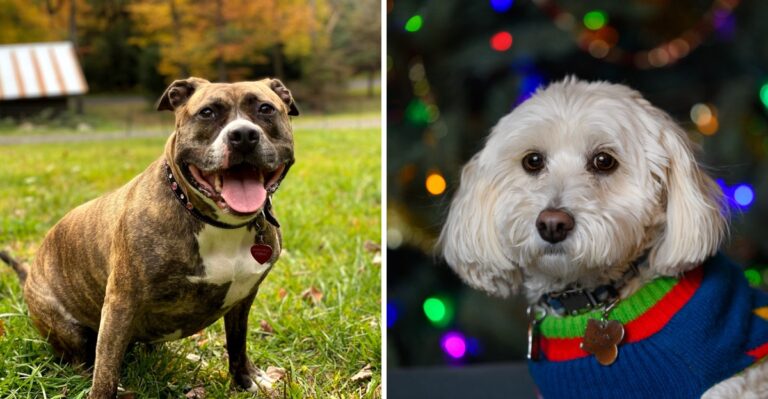 What Pennsylvania Dog Owners Should Check After Moving To A New County