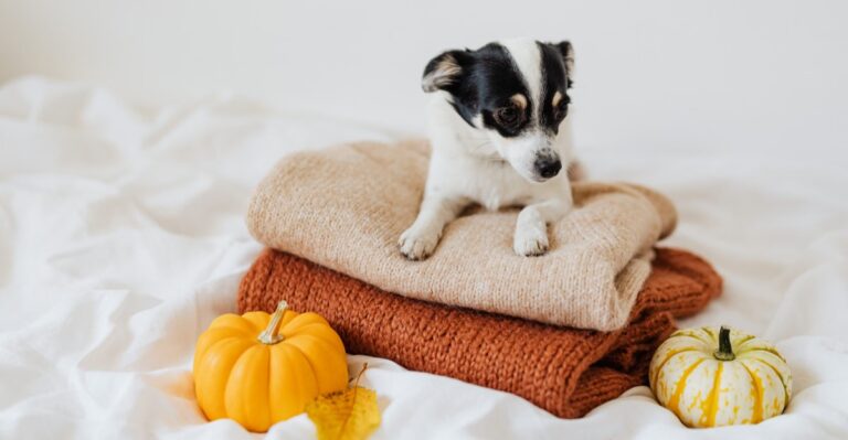 20 New York Entryway Storage Fixes That Make Tiny Apartments Easier To Share With A Dog