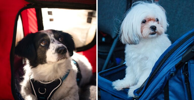 16 California Public Transit Rules To Check Before Boarding With A Dog