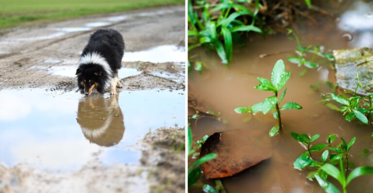 15 Alabama Yard Hazards That Appear After Weeks Of Heat And Heavy Rain