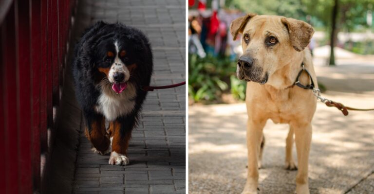 15 Illinois High-Rise Realities To Think Through Before Adopting A Large Dog In Chicago