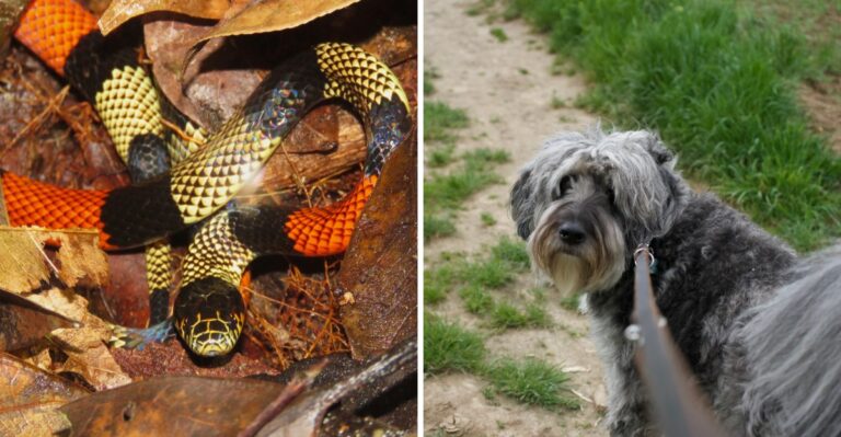 What Florida Dog Owners Should Know About Coral Snakes Around Homes And Trails