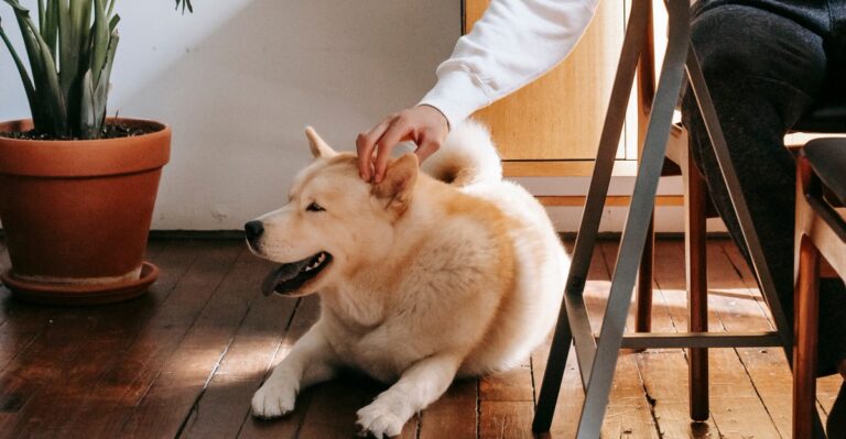 18 Questions Texas Renters With Dogs Should Ask Before Paying Pet Fees