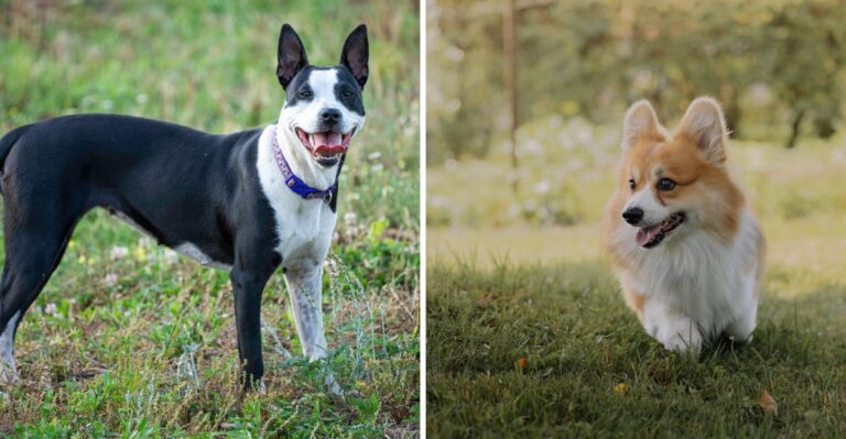20 Working Dog Breeds Suited To Rural Illinois Farms