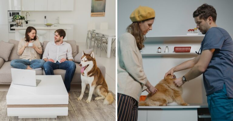 15 Florida First-Year Dog Costs Condo Residents Should Add Up Before Adoption