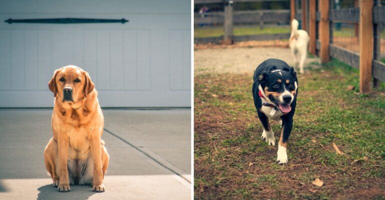 12 Ohio Farm-Dog Skills To Practice Before Harvest Traffic Picks Up