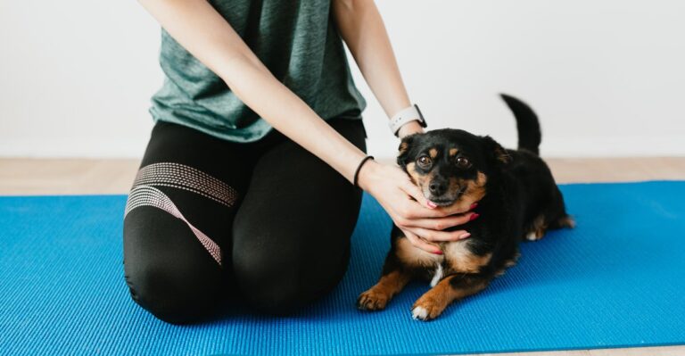 20 Texas Indoor Dog Activities That Work When Midday Heat Cancels The Usual Routine