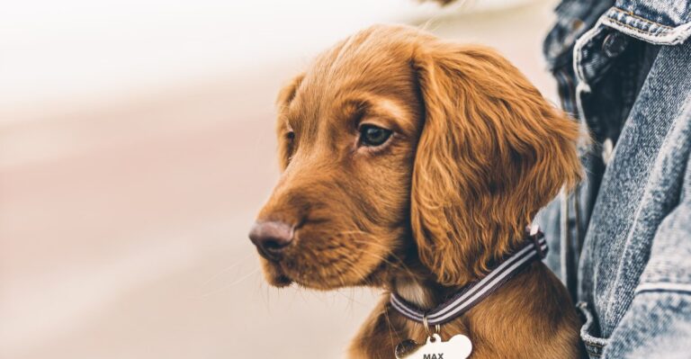 17 Alabama Tornado-Shelter Supplies Every Dog Household Should Keep Ready