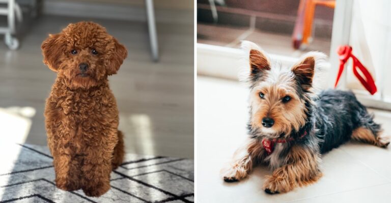 19 Apartment-Friendly Dog Breeds For Charlotte And Raleigh In North Carolina