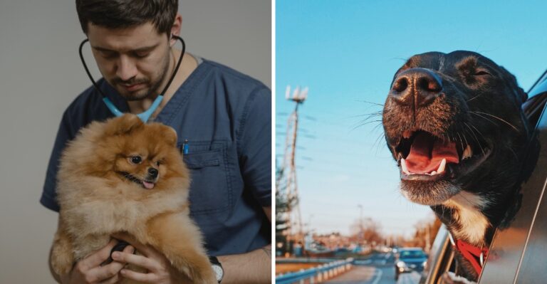 What Arizona Dog Owners Should Know Before Crossing The Mexico Border With A Dog