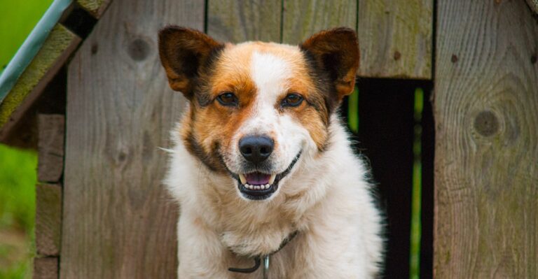 Why South Carolina Dog Owners Need To Check Local Tethering And Outdoor-Shelter Rules