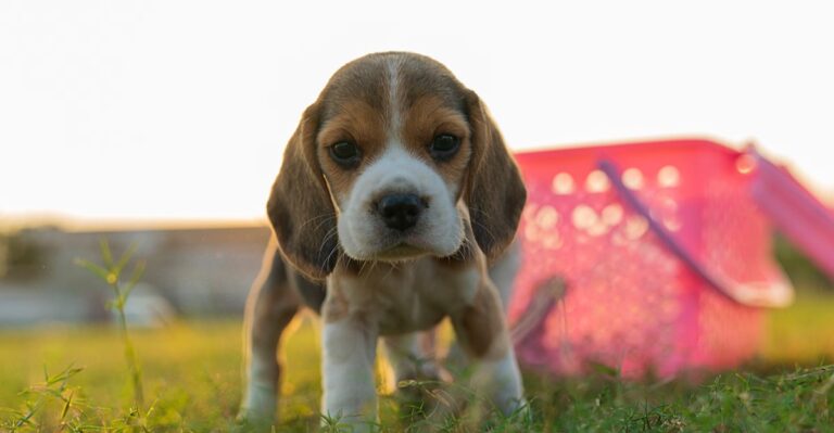 19 Things Arizona Owners Should Know Before Bringing Home A Puppy In Summer