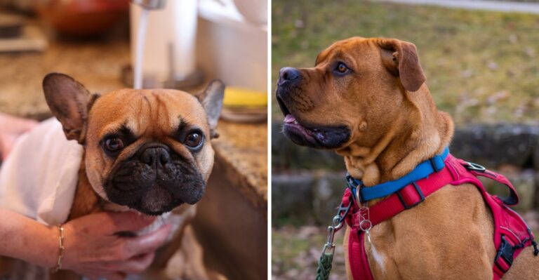 17 Things Georgia Dog Owners End Up Keeping By The Back Door During Pollen And Red-Clay Season