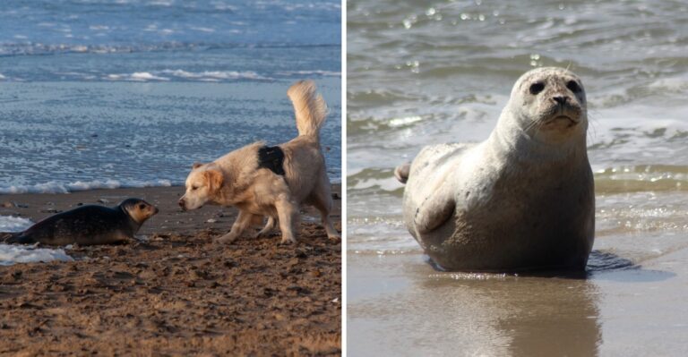 What New Jersey Dog Owners Should Know About Seal Encounters On Shore Walks